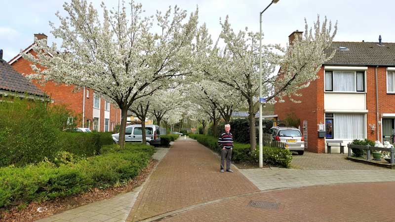 jan steijns franciscusstraat lepelstraat bloesem bomen