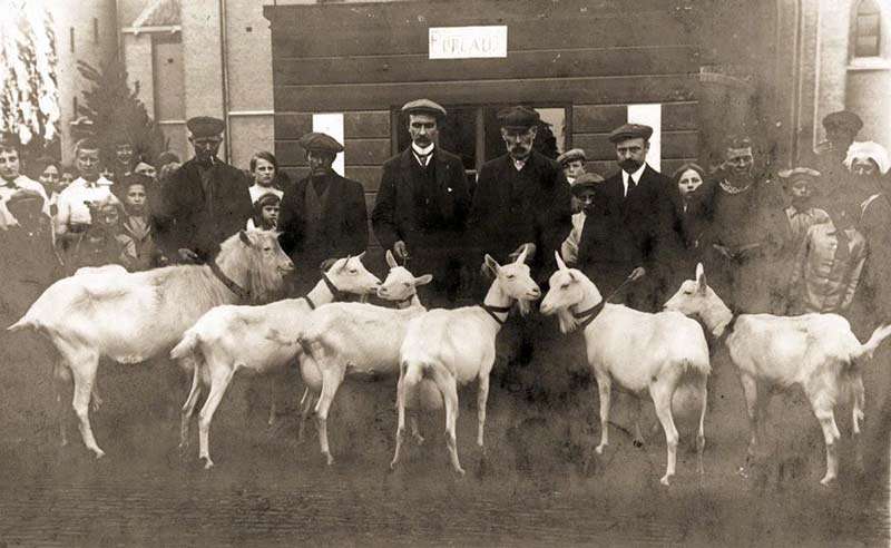 bokkenhouder vereniging